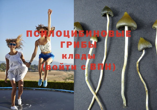 ПСИЛОЦИБИНОВЫЕ ГРИБЫ Алексин